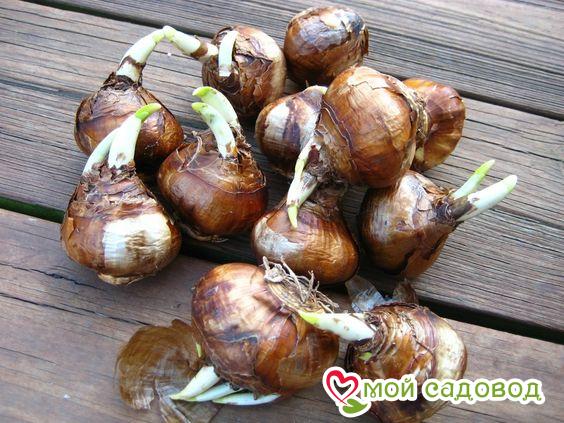 Нарцисс Файер Вотекс